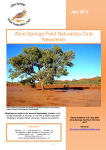 July[removed]Alice Springs Field Naturalists Club Newsletter  This beautiful old Coolabah tree stands out against the colours of the Conlons