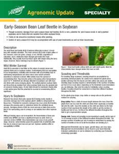    Early-Season Bean Leaf Beetle in Soybean • Though economic damage from early-season bean leaf beetles (BLB) is rare, potential for yield losses exists in early-planted soybeans and in fields that are isolated from 