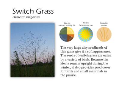 Switch Grass Panicum virgatum Blooms summer to early fall