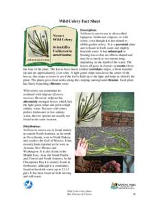 Wild Celery Fact Sheet Description: Vallisneria americana is often called tapegrass, freshwater eelgrass, or wild celery, even though it is not related to edible garden celery. It is a perennial plant