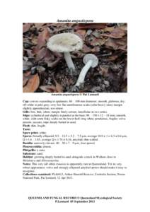 Amanita muscaria var. persicina / Tree of life / Amanita nehuta / Edible fungi / Mycology / Biology