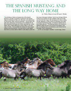 The Spanish Mustang and the Long Way Home