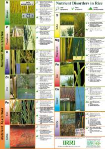 Nutrient disorders in rice