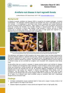 Information Sheet[removed]Science Division Armillaria root disease in karri regrowth forests by Richard Robinson, DEC Science Division, [removed], [removed]