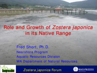 Role and Growth of Zostera japonica in its Native Range Fred Short, Ph.D. Nearshore Program Aquatic Resources Division WA Department of Natural Resources