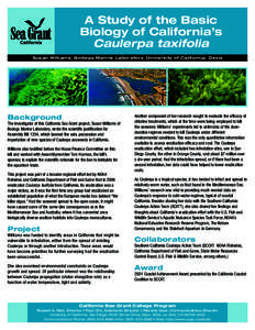 A Study of the Basic Biology of California’s Caulerpa taxifolia Susan Williams, Bodega Marine Laboratory, University of California, Davis  Background
