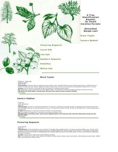 A Tree Identification Booklet
