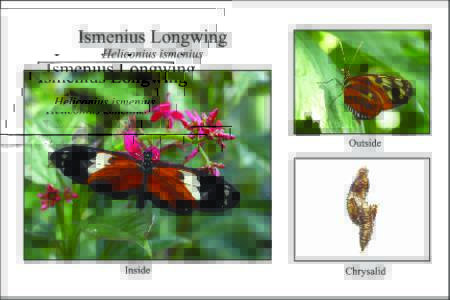 Heliconius ismenius card 1 back
