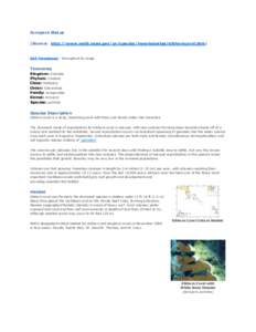 Acropora Status (Source: http://www.nmfs.noaa.gov/pr/species/invertebrates/elkhorncoral.htm) ESA Threatened - throughout its range  Taxonomy
