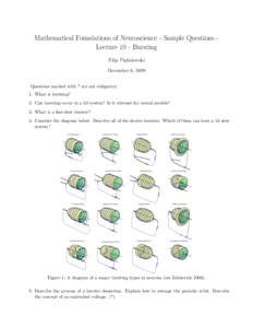 Mathematical Foundations of Neuroscience - Sample Questions Lecture 10 - Bursting Filip Piękniewski December 6, 2009 Questions marked with * are not obligatory. 1. What is bursting? 2. Can bursting occur in a 2d system?