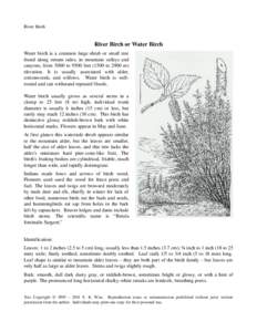 River Birch  River Birch or Water Birch Water birch is a common large shrub or small tree  found along stream sides, in mountain valleys and  canyons, from 5000 to 9500 feet (1500 to 2900 