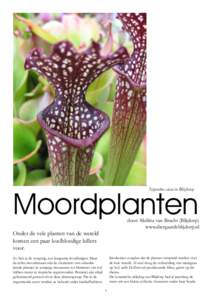 Moordplanten Nepenthes alata in Blijdorp door: Melitta van Bracht (Blijdorp) www.diergaardeblijdorp.nl