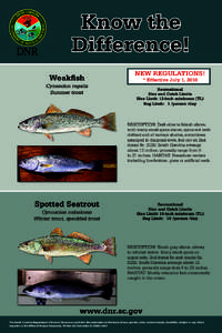 Know the Difference! Weakfish Cynoscion regalis Summer trout