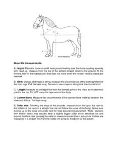 About the measurements: A) Height: Place the horse on solid, level ground making sure that he is standing squarely with head up. Measure from the top of the withers straight down to the ground. At the