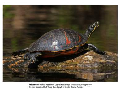 Winner: This Florida Red-bellied Cooter (Pseudemys nelsoni) was photographed by Alan Cressler at Half Moon-Gum Slough in Sumter County, Florida. June 2011 Sun