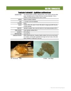 NATIVE TUNICATES Tunicate (colonial) - Aplidium californicum DESCRIPTION RANGE SIZE