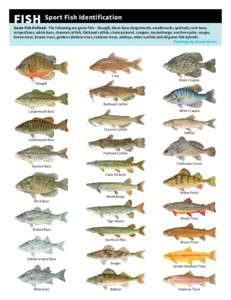 FISH   Sport Fish Identification  Game Fish Defined: The following are game fish ‒ bluegill, black bass (largemouth, smallmouth, spotted), rock bass, striped bass, white bass, channel catfish, flathead catfish, chain