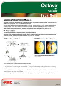 FUNGICIDE  Te c h N o t e Managing Anthracnose in Mangoes Anthracnose (Colletotrichum gloeosporioides and occasionally C. acutatum) is the major fungal disease of mangoes. Anthracnose can cause significant post-harvest l