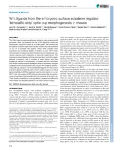 © 2015. Published by The Company of Biologists Ltd | Development, doi:devRESEARCH ARTICLE Wnt ligands from the embryonic surface ectoderm regulate ‘bimetallic strip’ optic cup mor