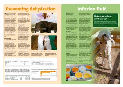Preventing dehydration  After the colostrum period of two days, the calf must drink plenty of milk and