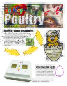 Issue 20  Ruffle Your Feathers Poultry is domestic fowl, such as chickens, turkeys, ducks, ostriches, emus, quail, pigeons, pheasants, or geese, raised for meat or eggs. The most common poultry in Illinois are