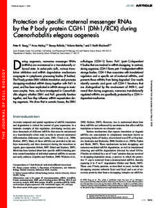 JCB: ARTICLE  Published August 11, 2008 Protection of speciﬁc maternal messenger RNAs by the P body protein CGH-1 (Dhh1/RCK) during