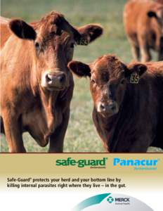 Safe-Guard® protects your herd and your bottom line by killing internal parasites right where they live – in the gut. I n t his bu s in ess, y o u need m o r e th an o n e w ay to so l v e a pr o b l e m . Safe-Guard