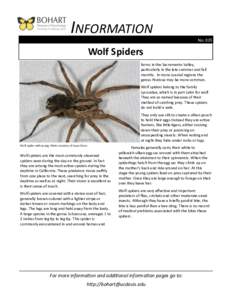 INFORMATION No. 035 Wolf Spiders farms in the Sacramento Valley, particularly in the late summer and fall