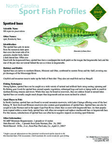 North Carolina  Sport Fish Profiles Spotted bass Scientific Name: