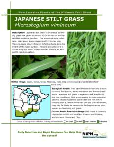 New Invasive Plants of the Midwest Fact Sheet  JAPANESE STILT GRASS Microstegium vimineum Description: Japanese Stilt Grass is an annual sprawling grass that grows to aroundinches tall and resembles miniature bamb