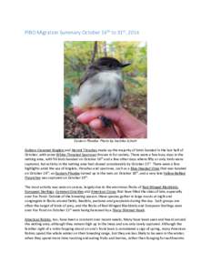 PIBO Migration Summary October 16th to 31st, 2014  Eastern Phoebe. Photo by Sachiko Schott Golden-Crowned Kinglets and Hermit Thrushes made up the majority of birds banded in the last half of October, with some White-Thr