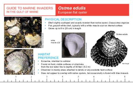 GUIDE TO MARINE INVADERS IN THE GULF OF MAINE Ostrea edulis  European flat oyster