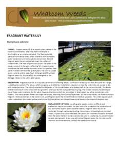 FRAGRANT WATER LILY Nymphaea odorata THREAT: Fragrant water lily is an aquatic plant, native to the eastern United States, which has been introduced to Washington as an ornamental plant. This floating-leafed plant can fo