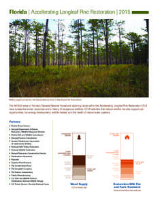 Florida | Accelerating Longleaf Pine Restoration | 2015  Healthy longleaf pine stands in the Osceola National Forest. © David Bryant, U.S. Forest Service The 567,800 acres in Florida’s Osceola National Forest and adjo