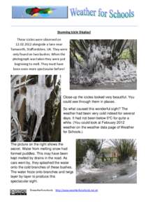 ________________________________________________________________ Stunning Icicle Display! These icicles were observed onalongside a lane near Tamworth, Staffordshire, UK. They were only found on two bushes. W