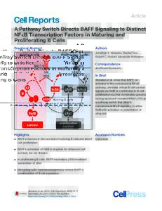 A Pathway Switch Directs BAFF Signaling to Distinct NFκB Transcription Factors in Maturing and Proliferating B Cells