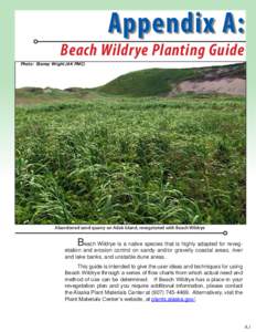 Appendix A:  Beach Wildrye Planting Guide Photo: Stoney Wright (AK PMC)  Abandoned sand quarry on Adak Island, revegetated with Beach Wildrye