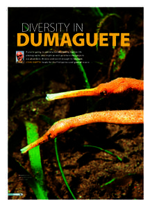 Dumaguete_v1_Layout[removed]:06 Page 76  DIVERSITY IN DUMAGUETE If you’re going to spend a holiday taking marine-life