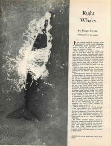 Right Whales by Hugo Scarone PHOTOGRAPHS BY THE AUTHOR  I