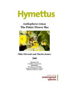 Anthophora retusa The Potter Flower Bee Mike Edwards and Martin Jenner 2008 Hymettus Ltd.