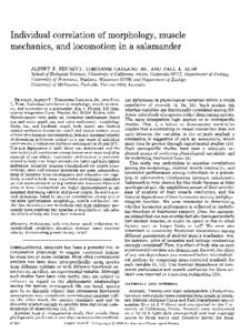 Individual correlation of morphology, muscle mechanics, and locomotion in a salamander ALBERT F. BENNETT, THEODORE GARLAND,