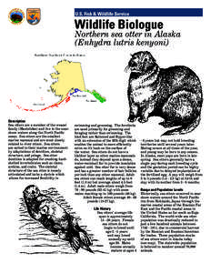 Wildlife Biologue  Northern sea otter in Alaska (Enhydra lutris kenyoni)  Description