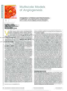 MULITSCALE MODELING  Multiscale Models of Angiogenesis Integration of Molecular Mechanisms with Cell- and Organ-Level Models