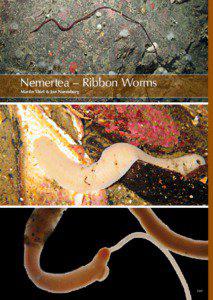 Nemertea – Ribbon Worms Martin Thiel & Jon Norenburg