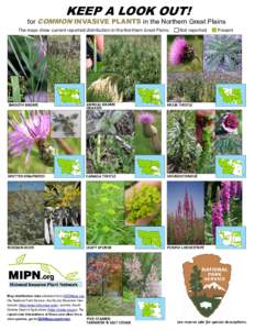 KEEP A LOOK OUT!  for COMMON INVASIVE PLANTS in the Northern Great Plains  The maps show current reported distribu on in the Northern Great Plains.         Not reported          Present   
