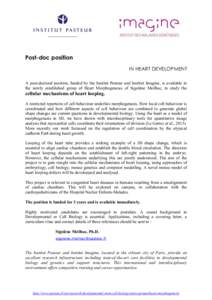 Post-doc position IN HEART DEVELOPMENT A post-doctoral position, funded by the Institut Pasteur and Institut Imagine, is available in the newly established group of Heart Morphogenesis of Sigolène Meilhac, to study the 