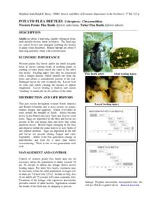 Modified from Ralph E. Berry. 1998©. Insects and Mites of Economic Importance in the Northwest. 2nd Ed. 221 p.  POTATO FLEA BEETLES Coleoptera: Chrysomelidae Western Potato Flea Beetle Epitrix subcrinita, Tuber Flea Bee