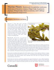 Emerging Species Profile Sheets Department of Fisheries and Aquaculture Marine Plants- Rockweed (Ascophyllum nodosum), Irish moss (Chondrus crispus), Finger kelp (Laminaria digitata), Winged kelp (Alaria esculenta), and 