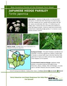 New Invasive Plants of the Midwest Fact Sheet  JAPANESE HEDGE PARSLEY Torilis japonica Description: Japanese hedge parsley is a biennial herb that grows 2-4 feet tall when flowering in its second year.