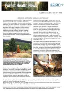 Agriculture / Armillaria novae-zelandiae / Armillaria / Pine honey / Marchalina hellenica / Pinus radiata / Turkish pine / Tree stump / Silviculture / Tree diseases / Biology / Botany